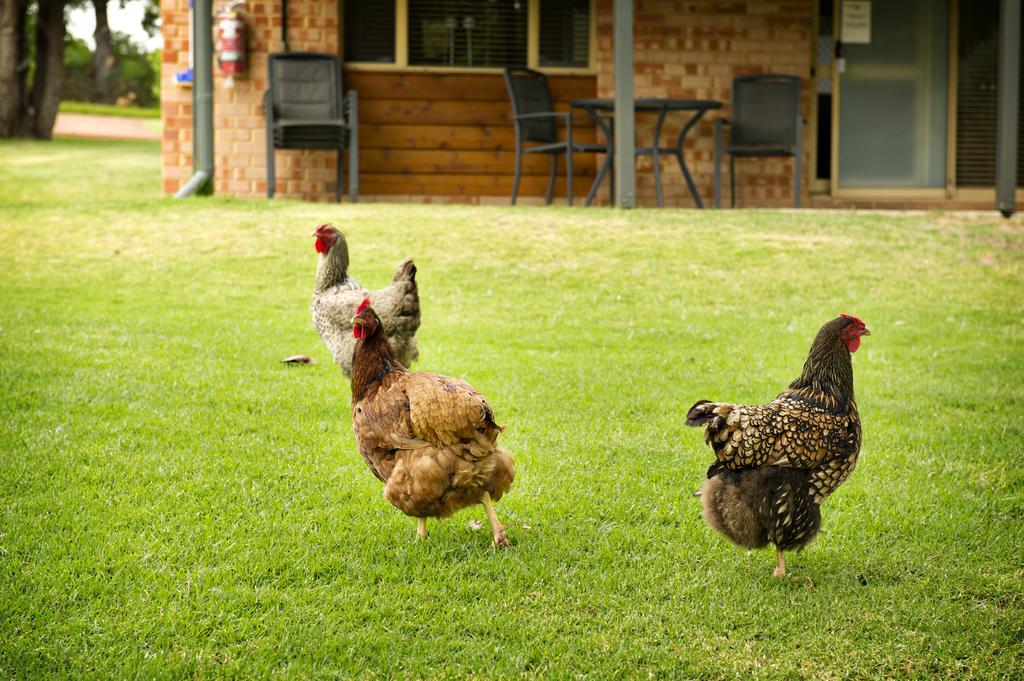 Peppermint Brook Cottages Margaret River Zewnętrze zdjęcie